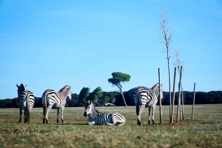 brijuni-safari-park.jpg