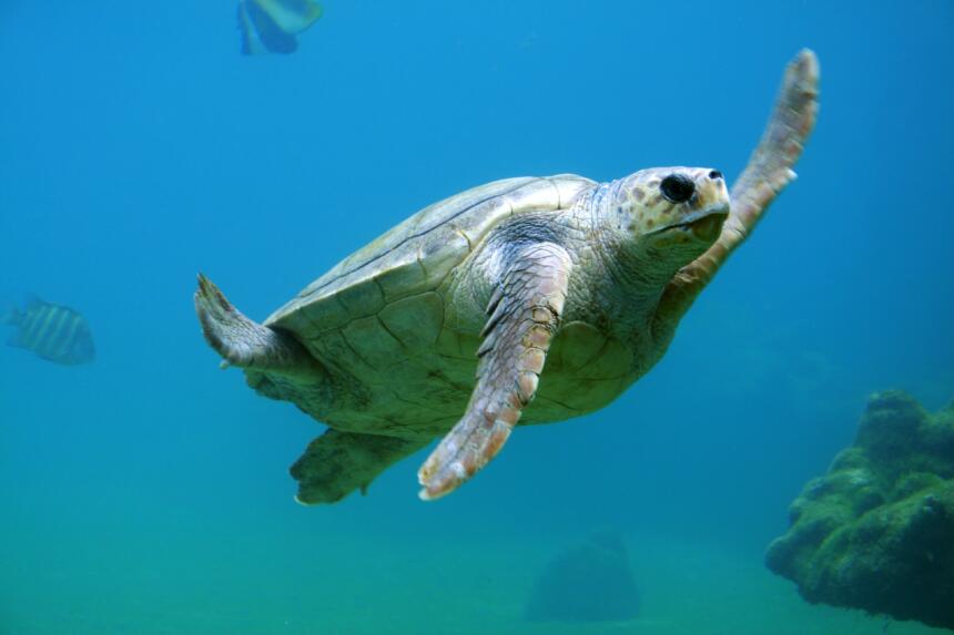 loggerhead-sea-turtle-swimming