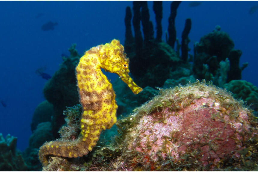 seahorse-in-its-natural-habitat