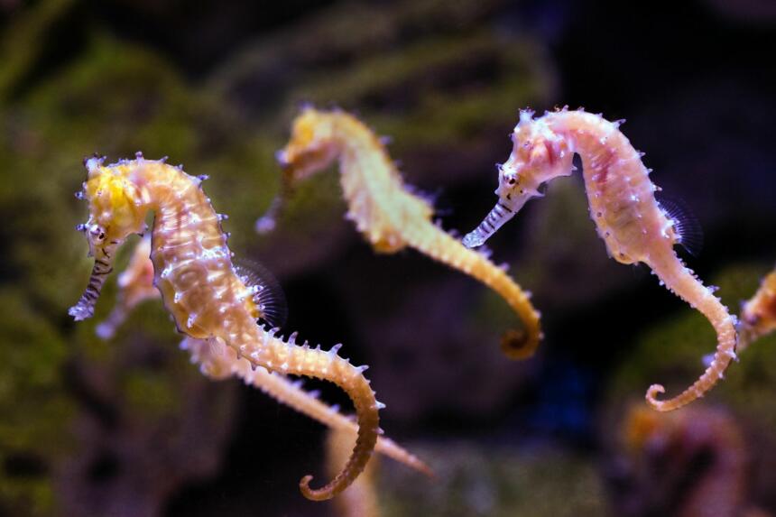 seahorses-in-the-sea